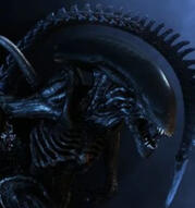 Xenomorphs
